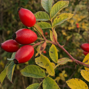 rose hip