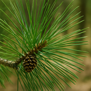 scots pine needles small bundle