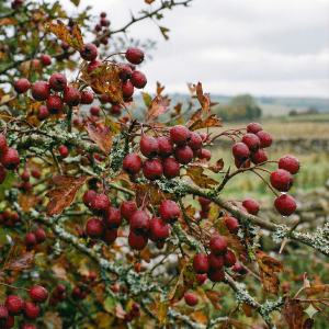 hawthorne berrys